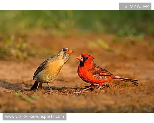 红雀遭遇三连败，主帅承认进攻问题突出，红雀 百科